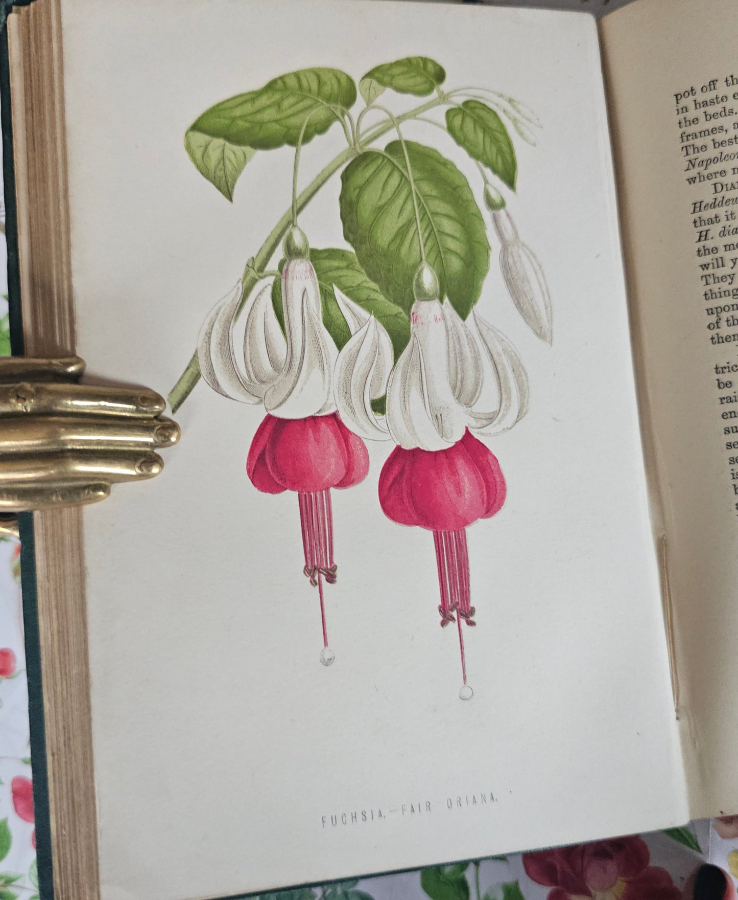 1878 The Amateur's Flower Garden by Hibberd- Antique - Illustrated