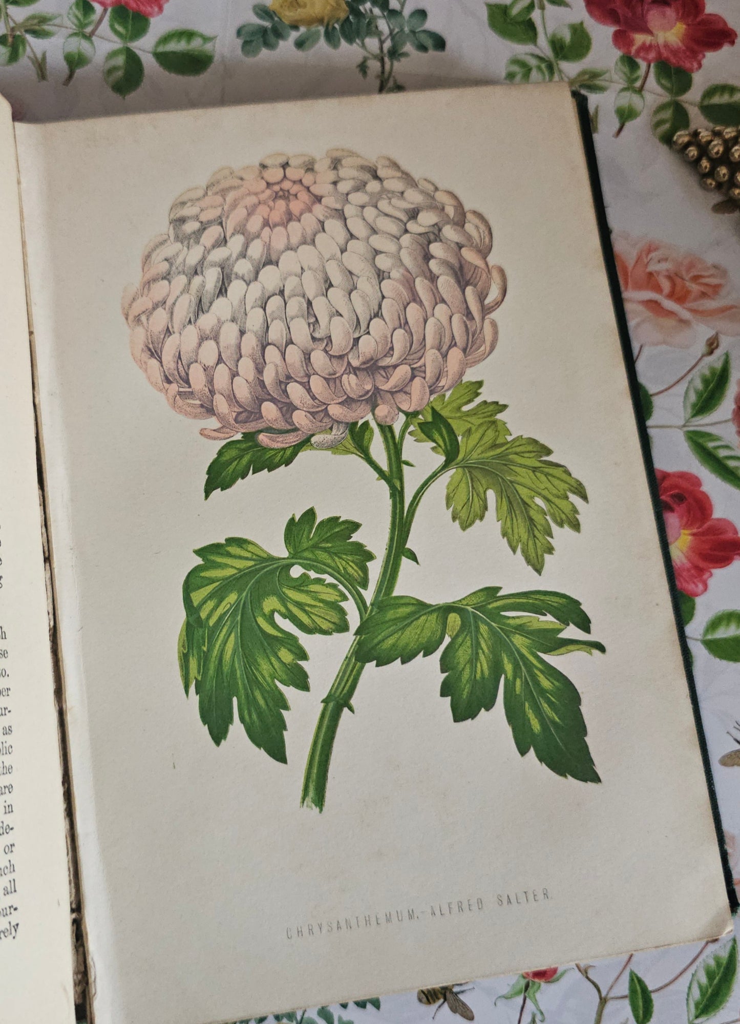 1878 The Amateur's Flower Garden by Hibberd- Antique - Illustrated