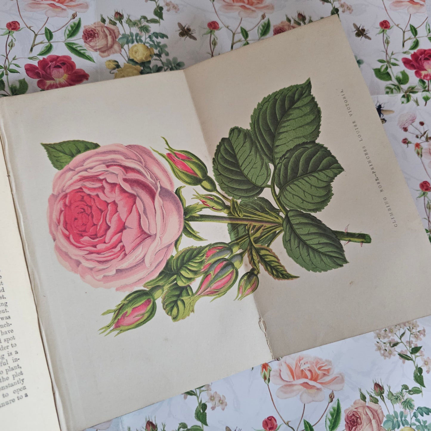 1878 The Amateur's Flower Garden by Hibberd- Antique - Illustrated