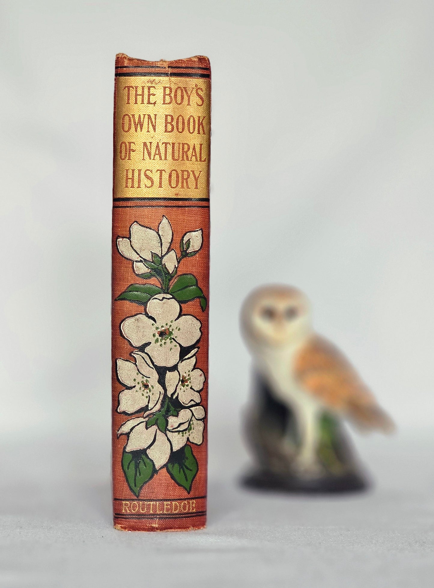 1904 The Boy's Own Book of Natural History - Illustrated Antique Book - Floral Spine