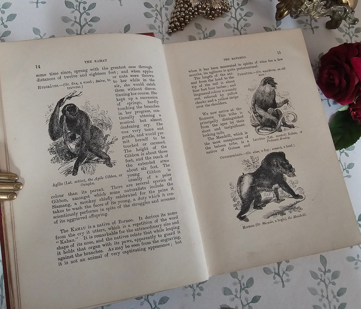 1904 The Boy's Own Book of Natural History - Illustrated Antique Book - Floral Spine
