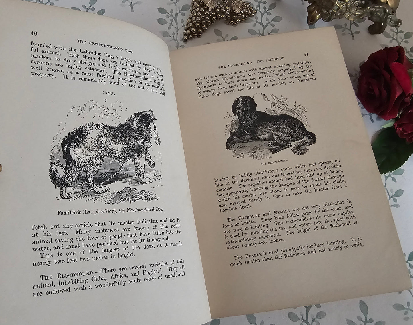 1904 The Boy's Own Book of Natural History - Illustrated Antique Book - Floral Spine