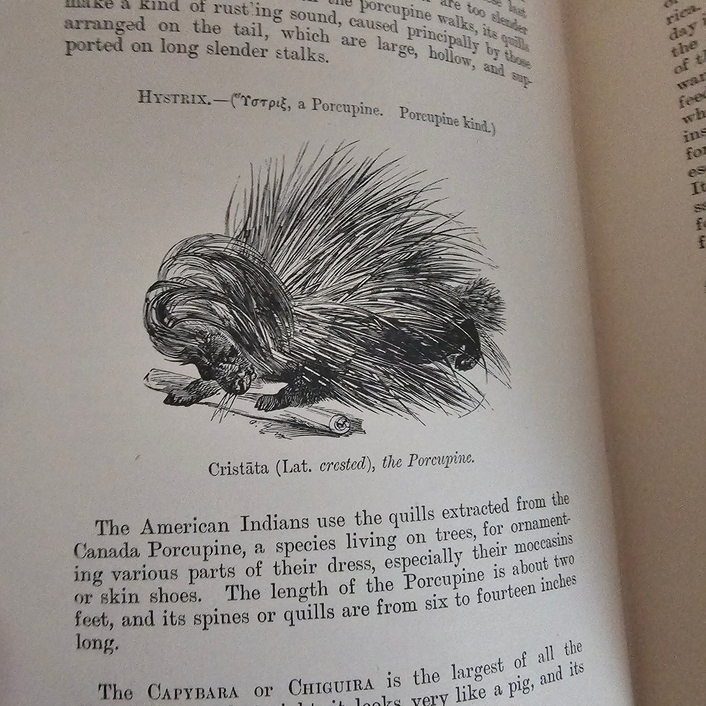 1904 The Boy's Own Book of Natural History - Illustrated Antique Book - Floral Spine
