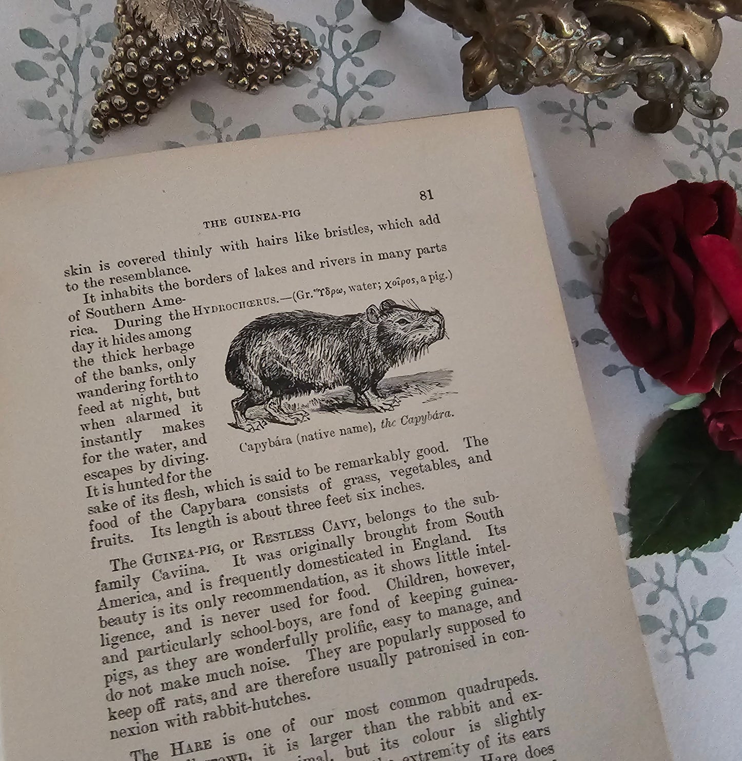 1904 The Boy's Own Book of Natural History - Illustrated Antique Book - Floral Spine