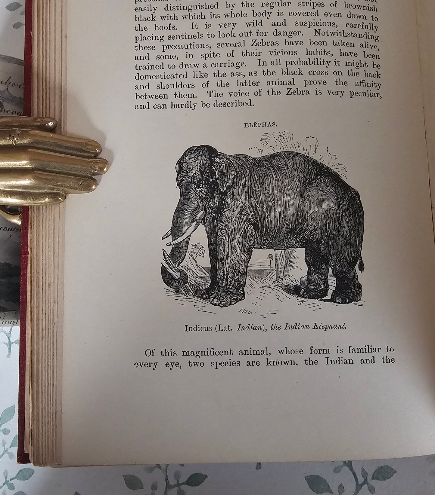 1904 The Boy's Own Book of Natural History - Illustrated Antique Book - Floral Spine