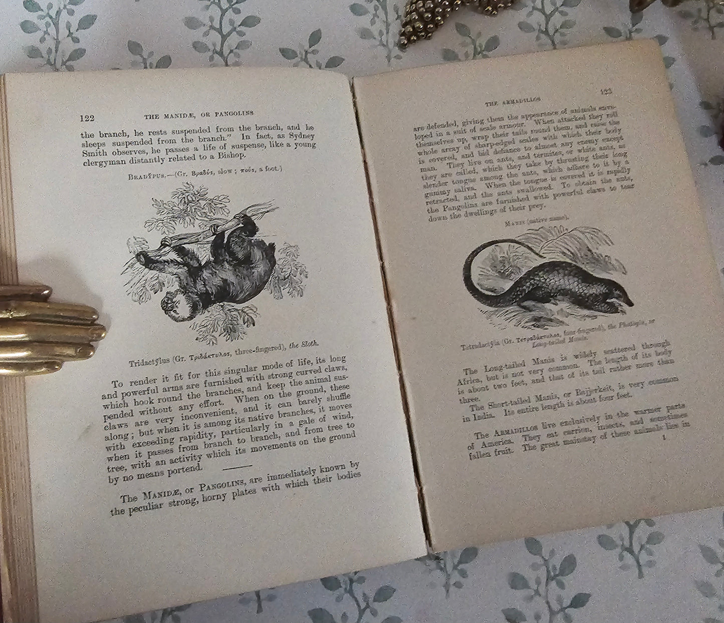 1904 The Boy's Own Book of Natural History - Illustrated Antique Book - Floral Spine