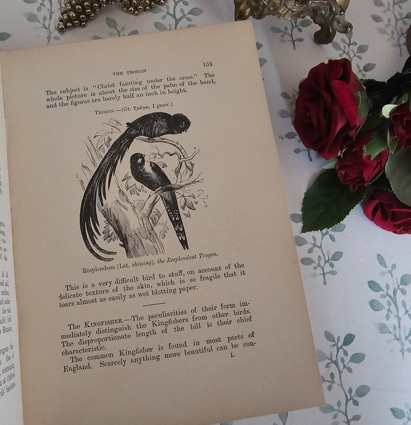 1904 The Boy's Own Book of Natural History - Illustrated Antique Book - Floral Spine