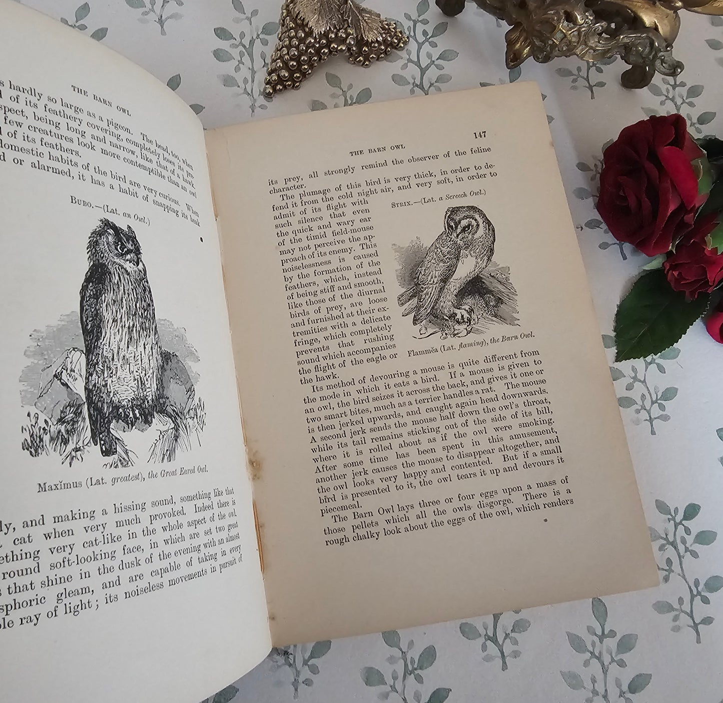 1904 The Boy's Own Book of Natural History - Illustrated Antique Book - Floral Spine