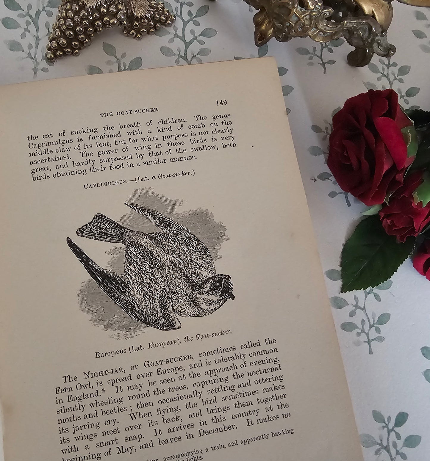 1904 The Boy's Own Book of Natural History - Illustrated Antique Book - Floral Spine