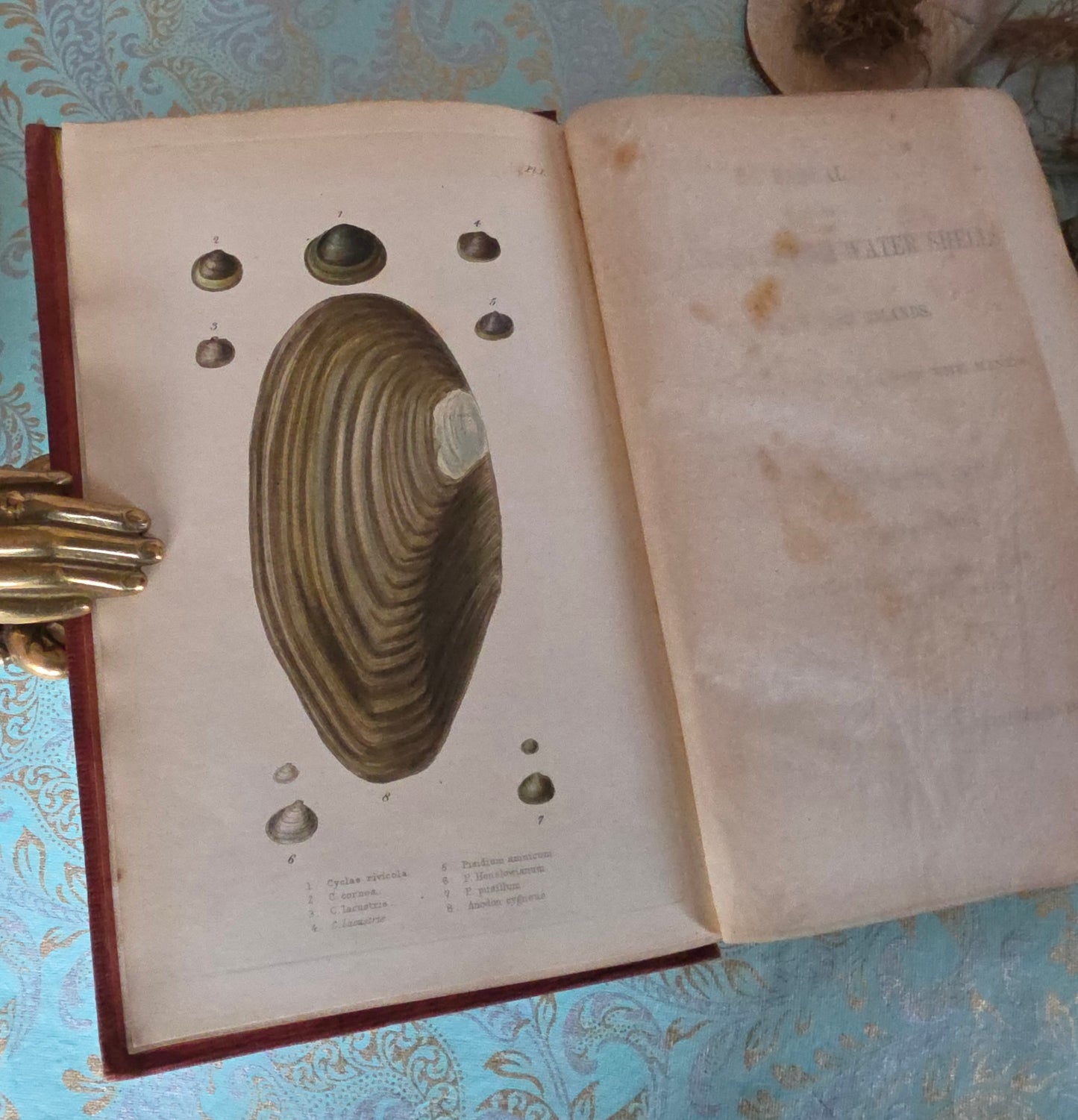 1857 Manual of Land and Freshwater Shells of the British Islands - 12 Hand Coloured Plates