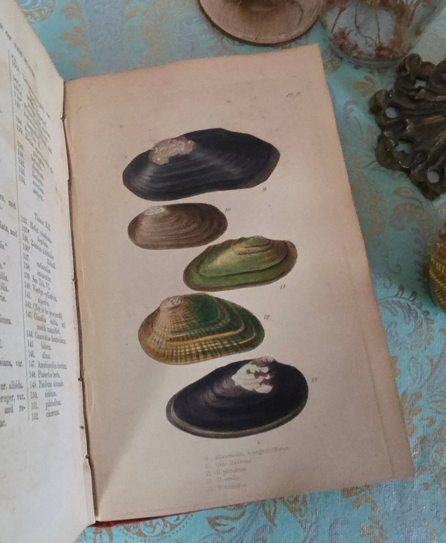 1857 Manual of Land and Freshwater Shells of the British Islands - 12 Hand Coloured Plates