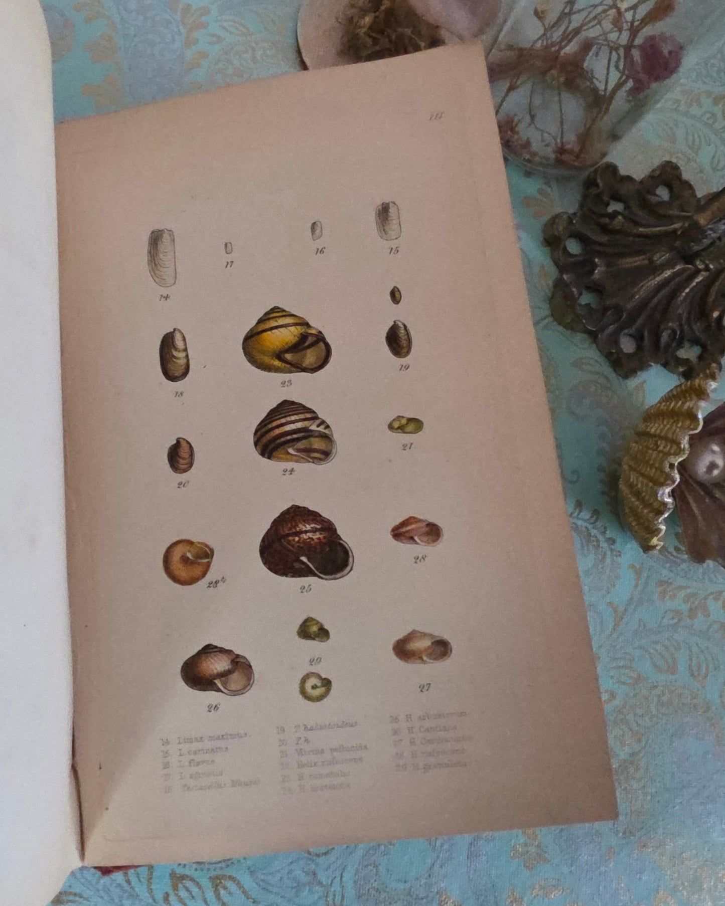 1857 Manual of Land and Freshwater Shells of the British Islands - 12 Hand Coloured Plates