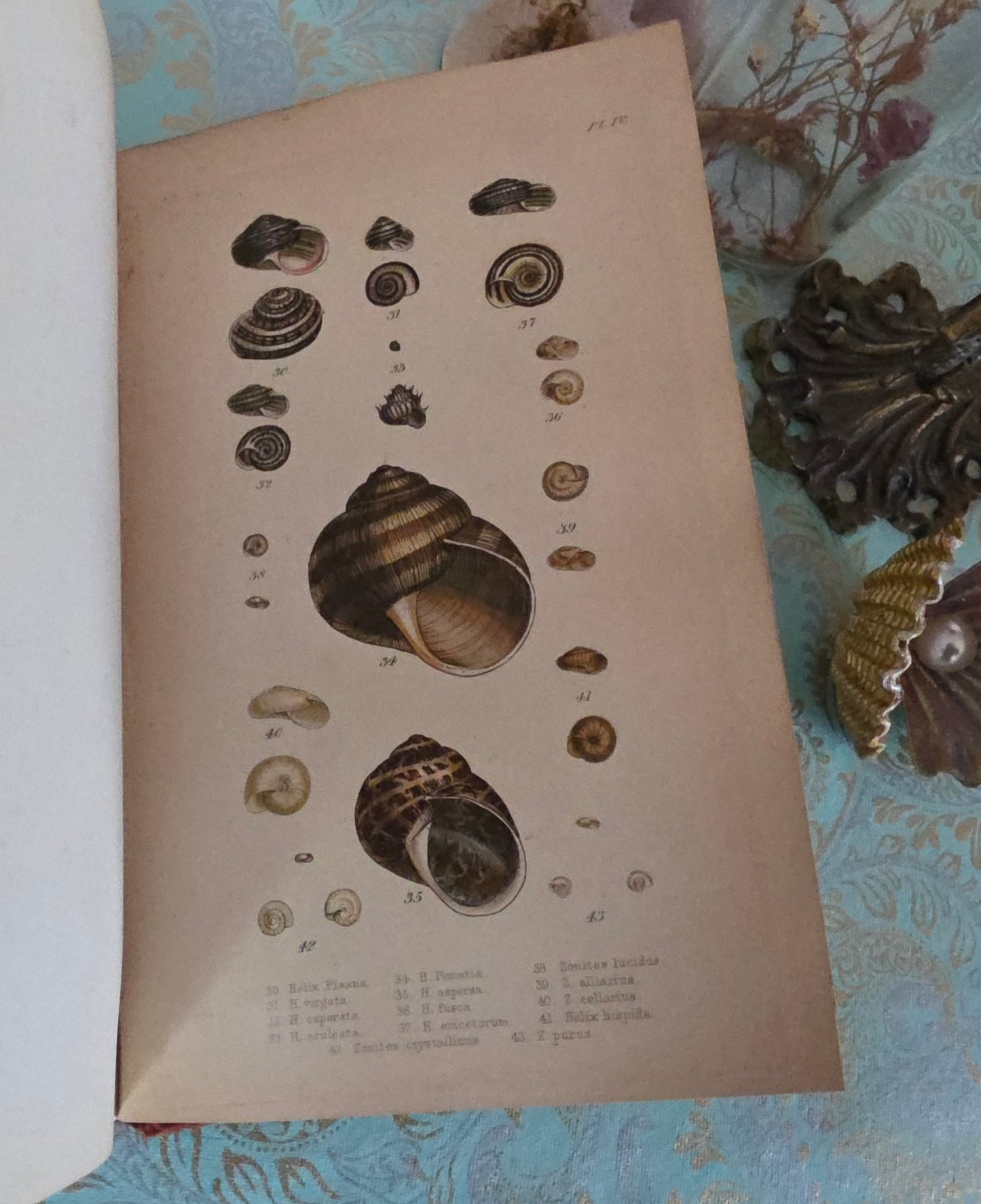 1857 Manual of Land and Freshwater Shells of the British Islands - 12 Hand Coloured Plates