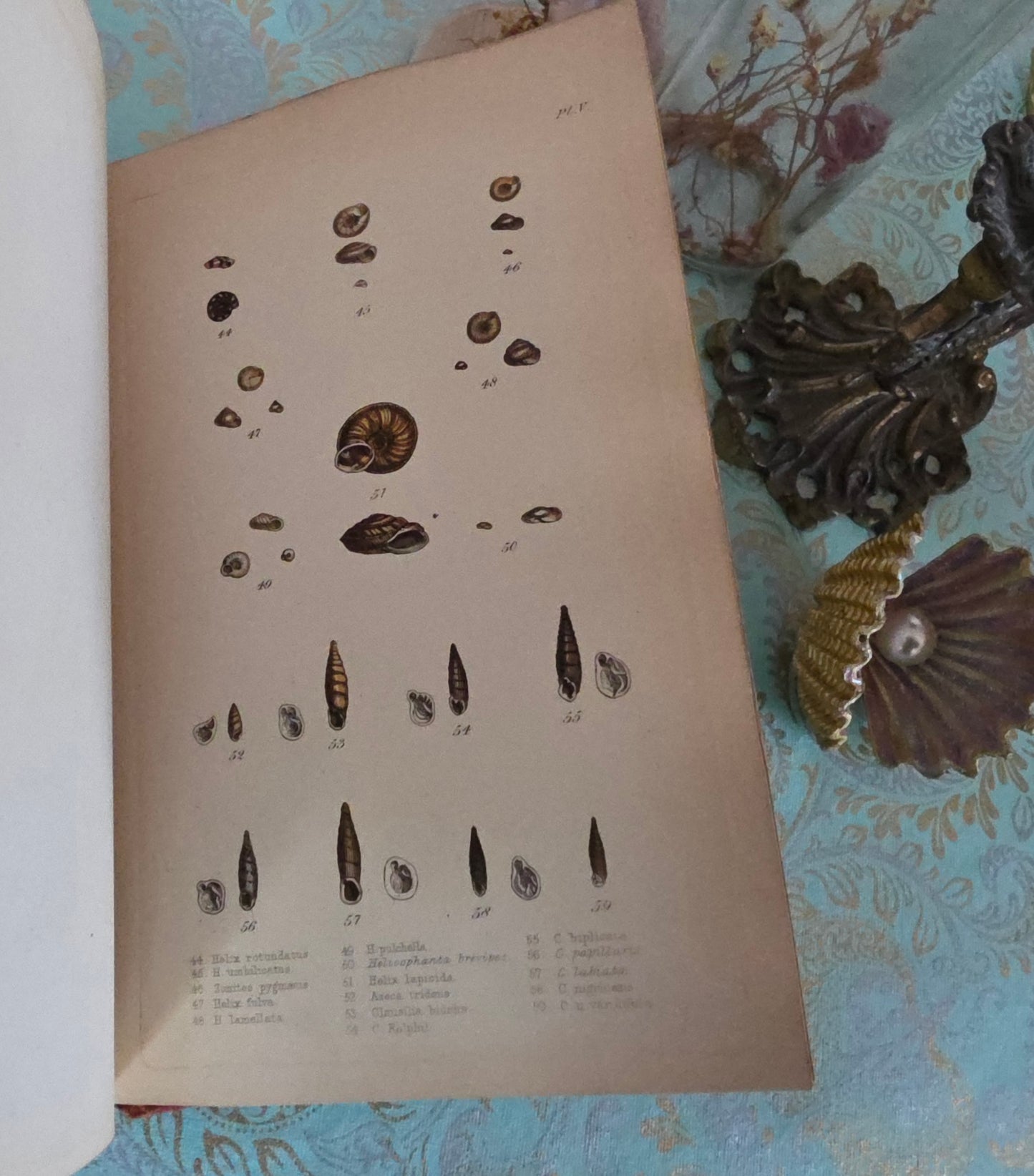 1857 Manual of Land and Freshwater Shells of the British Islands - 12 Hand Coloured Plates