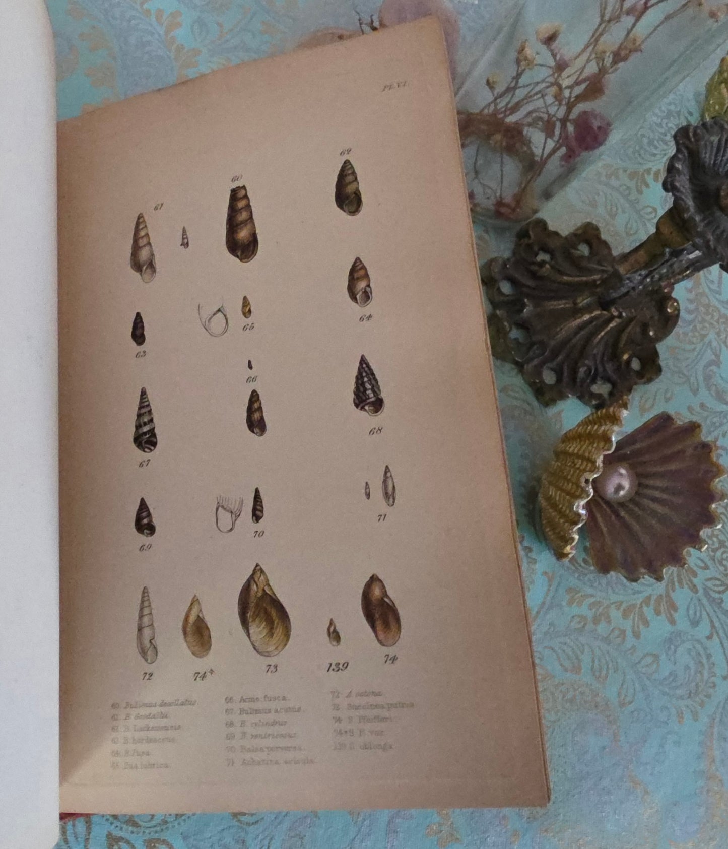 1857 Manual of Land and Freshwater Shells of the British Islands - 12 Hand Coloured Plates