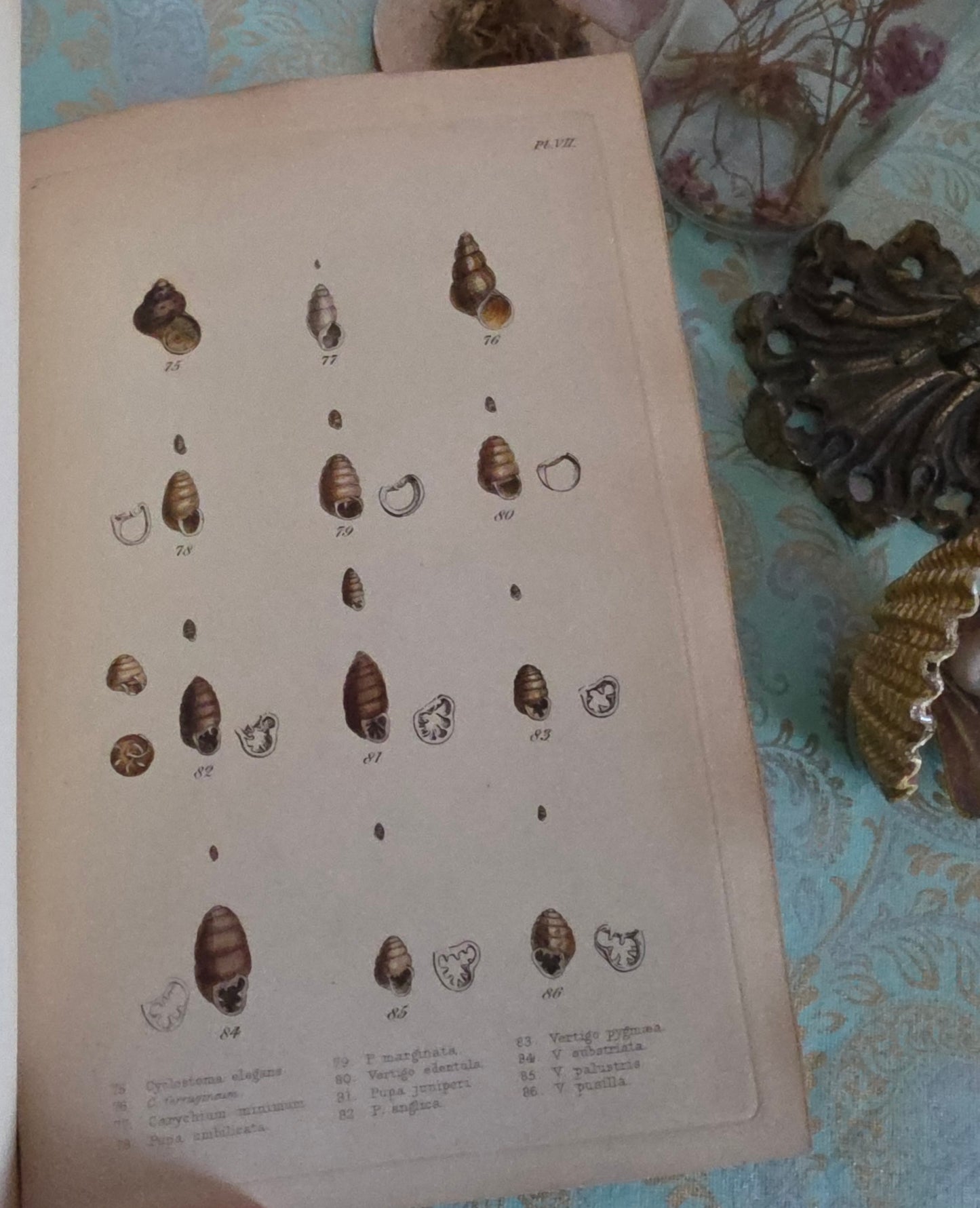 1857 Manual of Land and Freshwater Shells of the British Islands - 12 Hand Coloured Plates