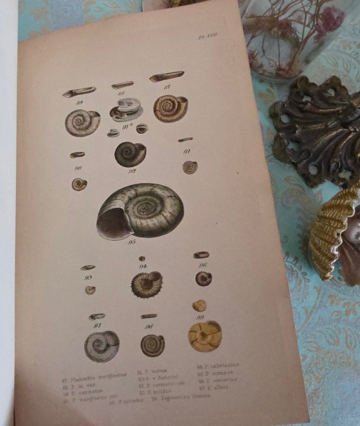 1857 Manual of Land and Freshwater Shells of the British Islands - 12 Hand Coloured Plates