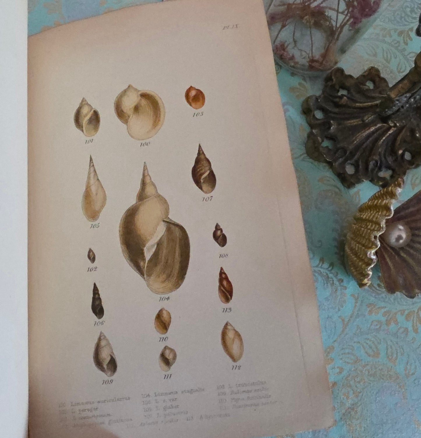 1857 Manual of Land and Freshwater Shells of the British Islands - 12 Hand Coloured Plates