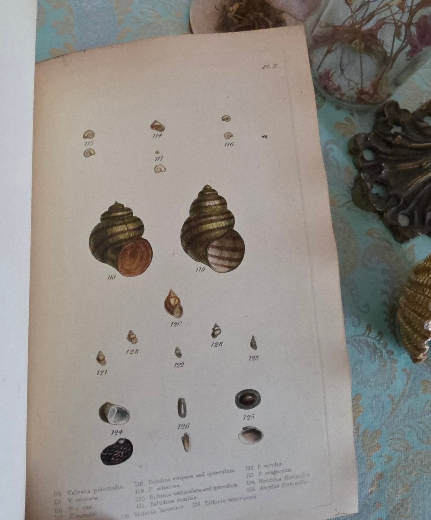1857 Manual of Land and Freshwater Shells of the British Islands - 12 Hand Coloured Plates