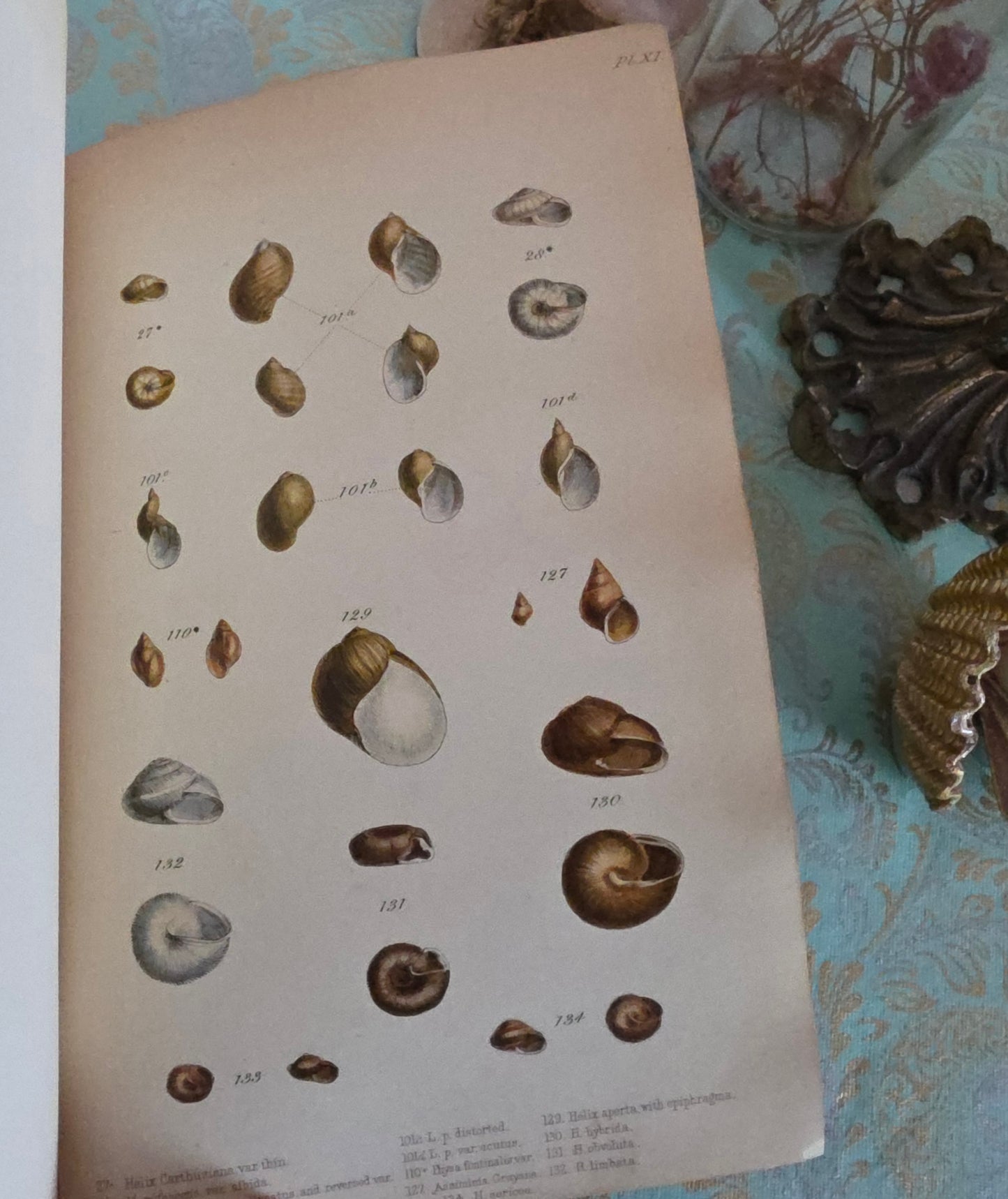 1857 Manual of Land and Freshwater Shells of the British Islands - 12 Hand Coloured Plates