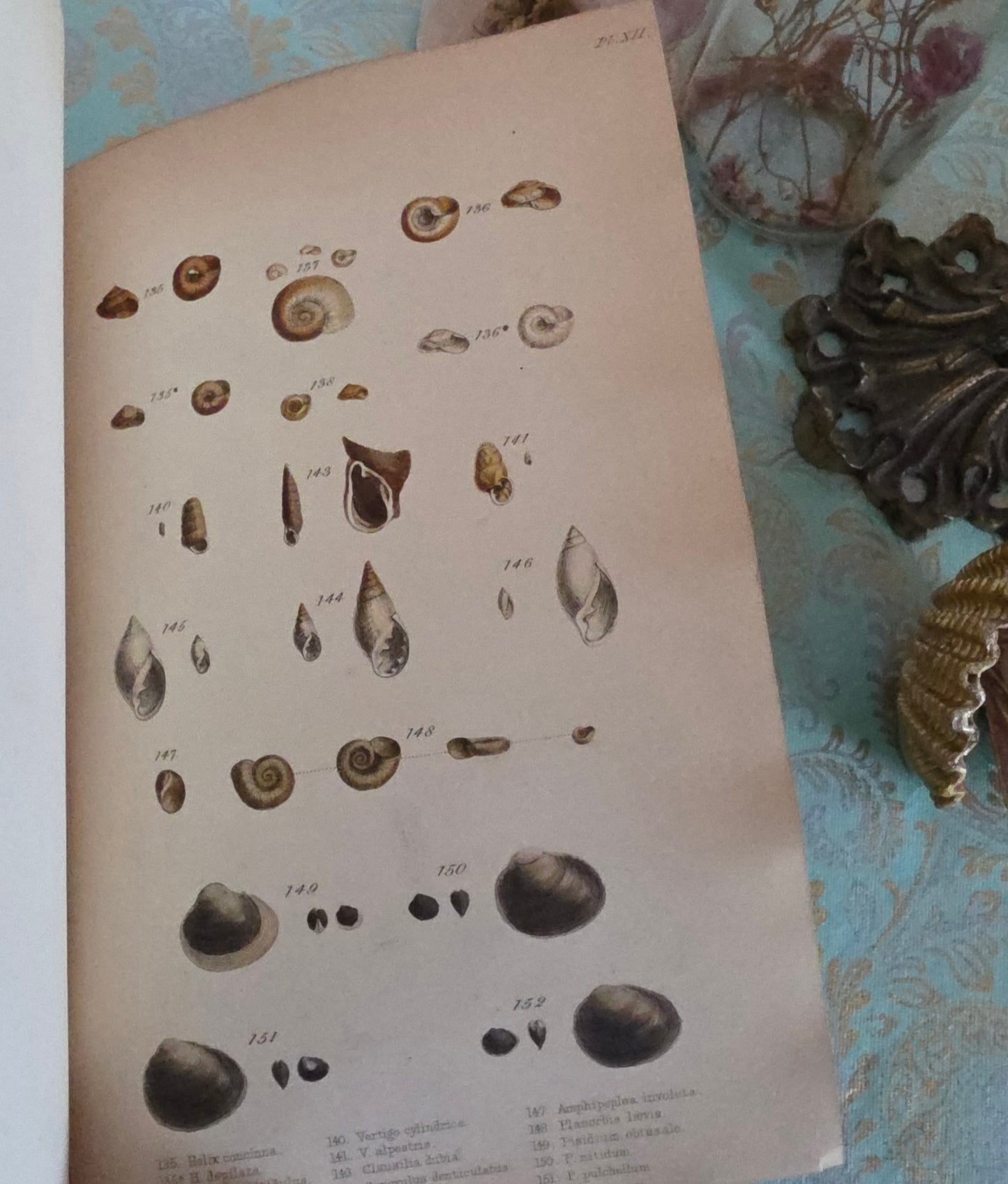 1857 Manual of Land and Freshwater Shells of the British Islands - 12 Hand Coloured Plates