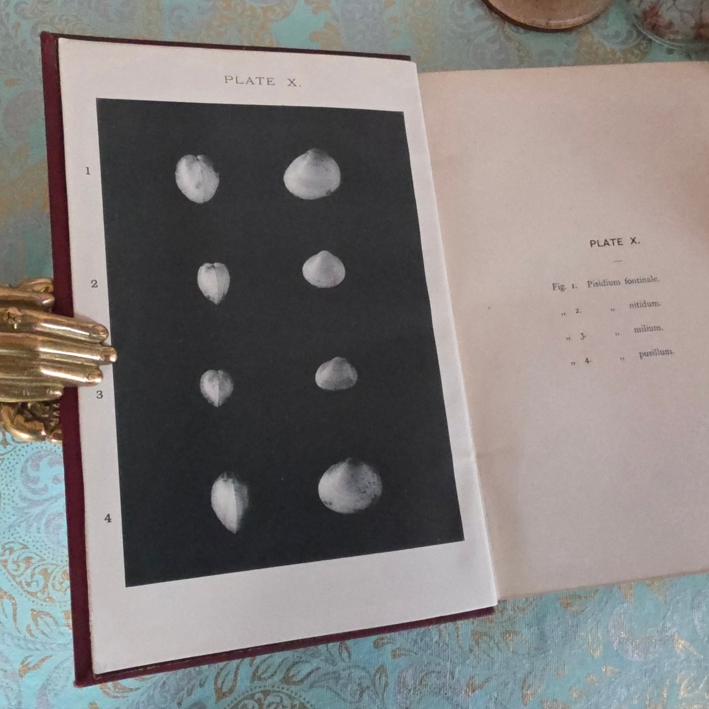 1896 The Collector's Manual of British Land and Freshwater Shells - 9 Colour Plates