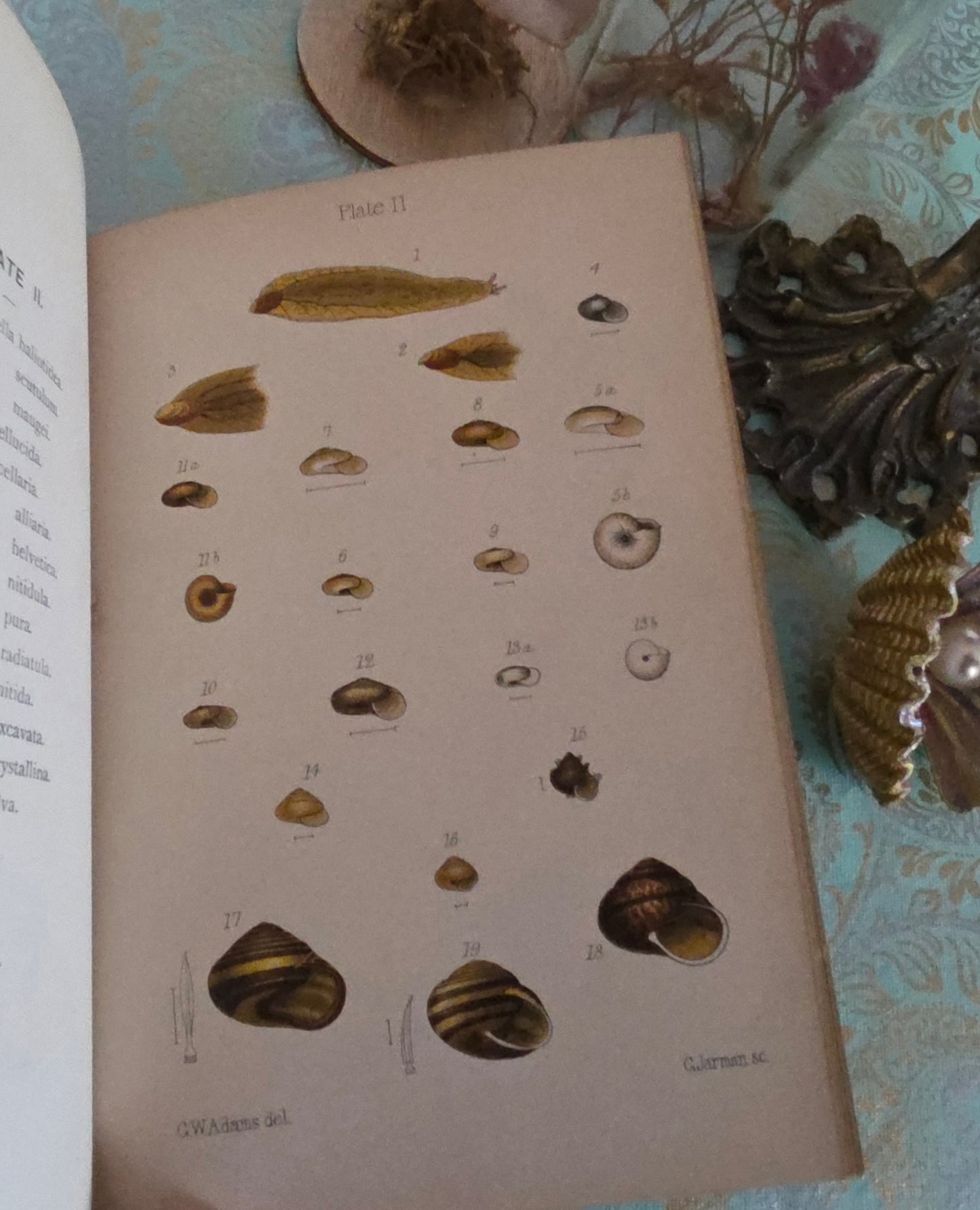 1896 The Collector's Manual of British Land and Freshwater Shells - 9 Colour Plates