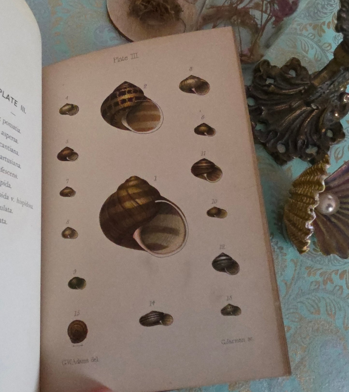 1896 The Collector's Manual of British Land and Freshwater Shells - 9 Colour Plates