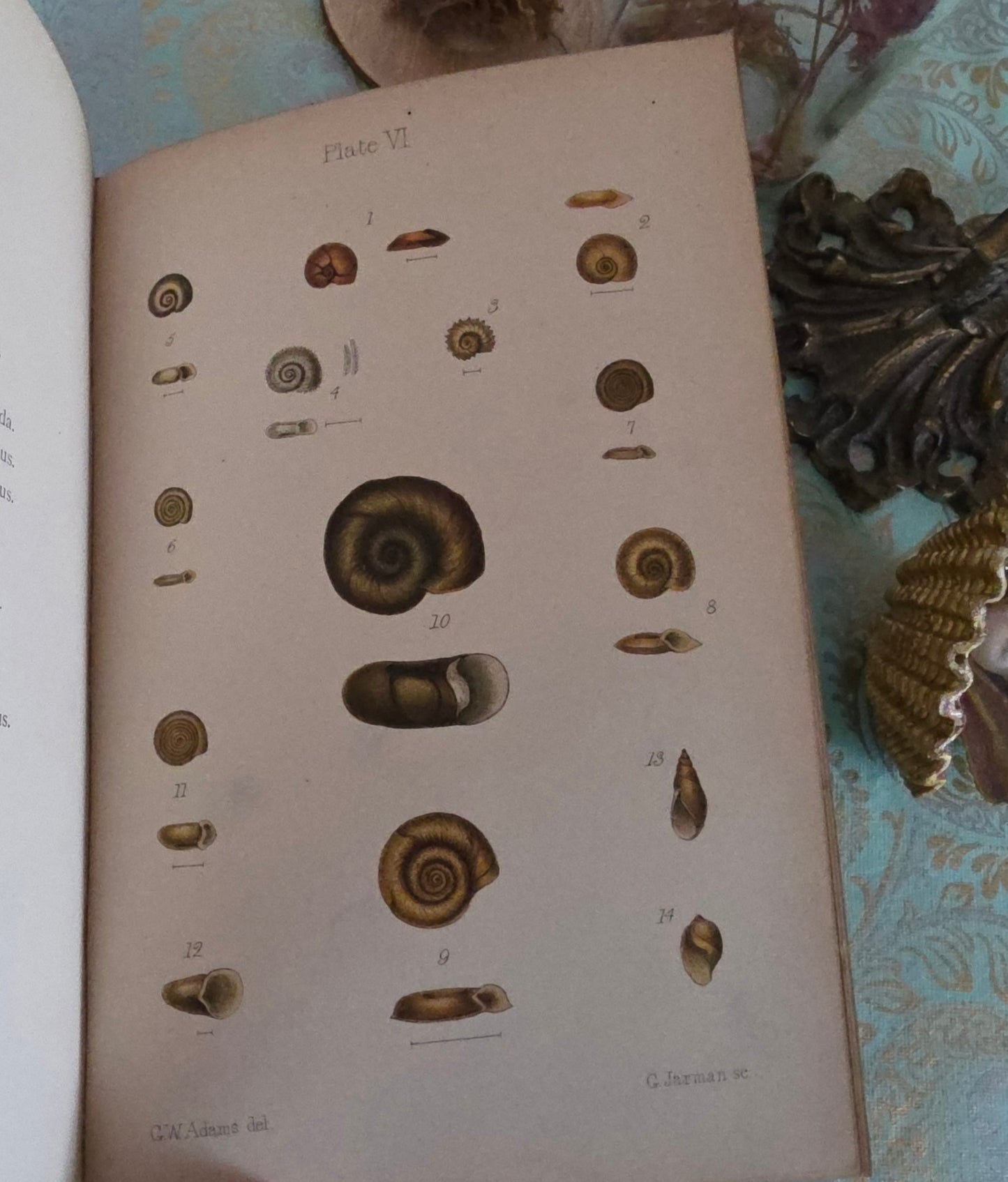 1896 The Collector's Manual of British Land and Freshwater Shells - 9 Colour Plates