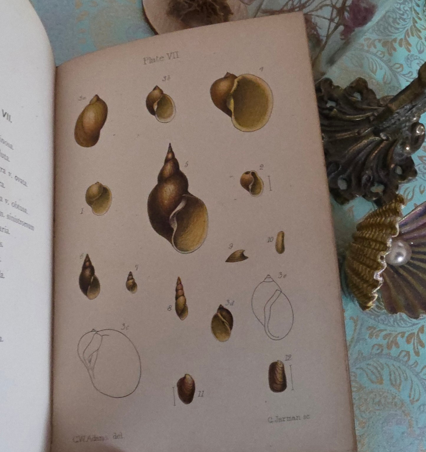 1896 The Collector's Manual of British Land and Freshwater Shells - 9 Colour Plates