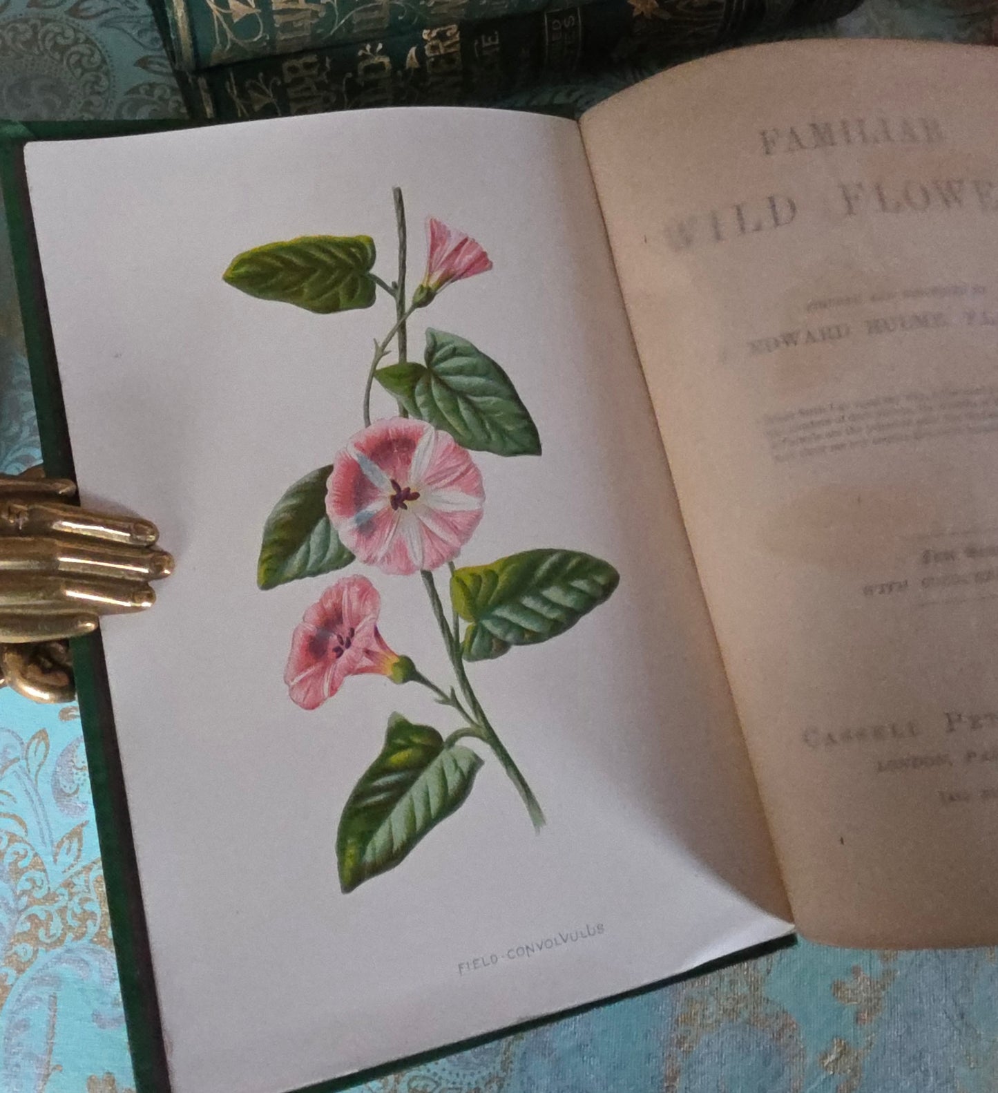 1880s Complete Set in Five Volumes of Familiar Wild Flowers - 200 Colour Illustrations