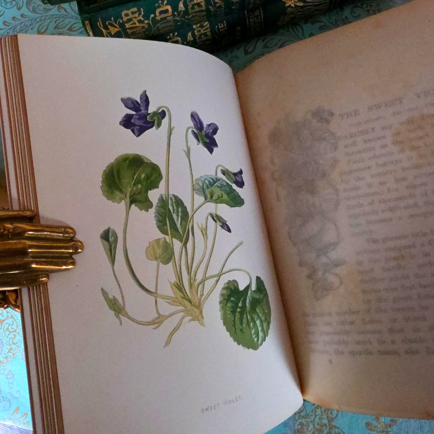 1880s Complete Set in Five Volumes of Familiar Wild Flowers - 200 Colour Illustrations