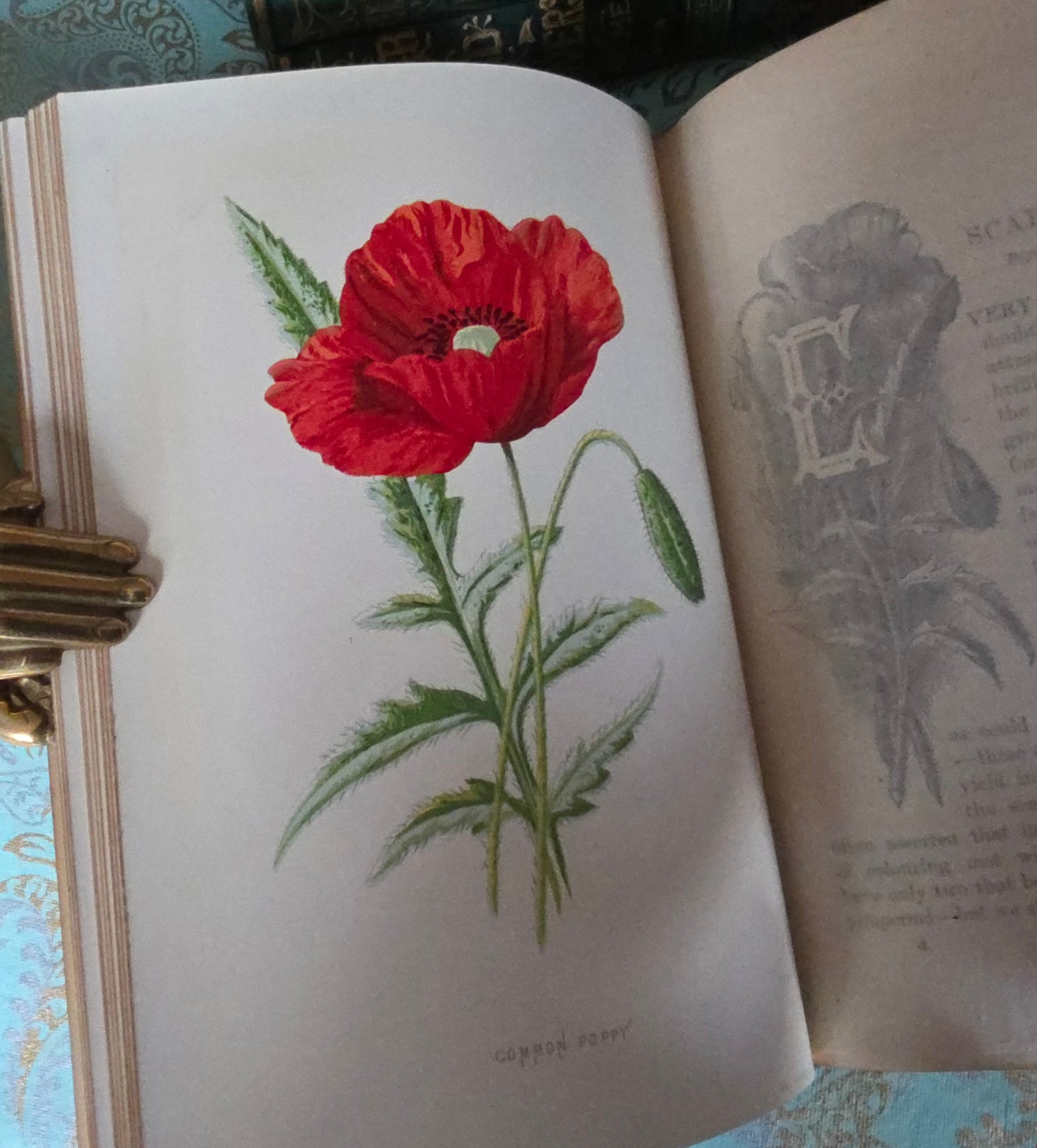 1880s Complete Set in Five Volumes of Familiar Wild Flowers - 200 Colour Illustrations