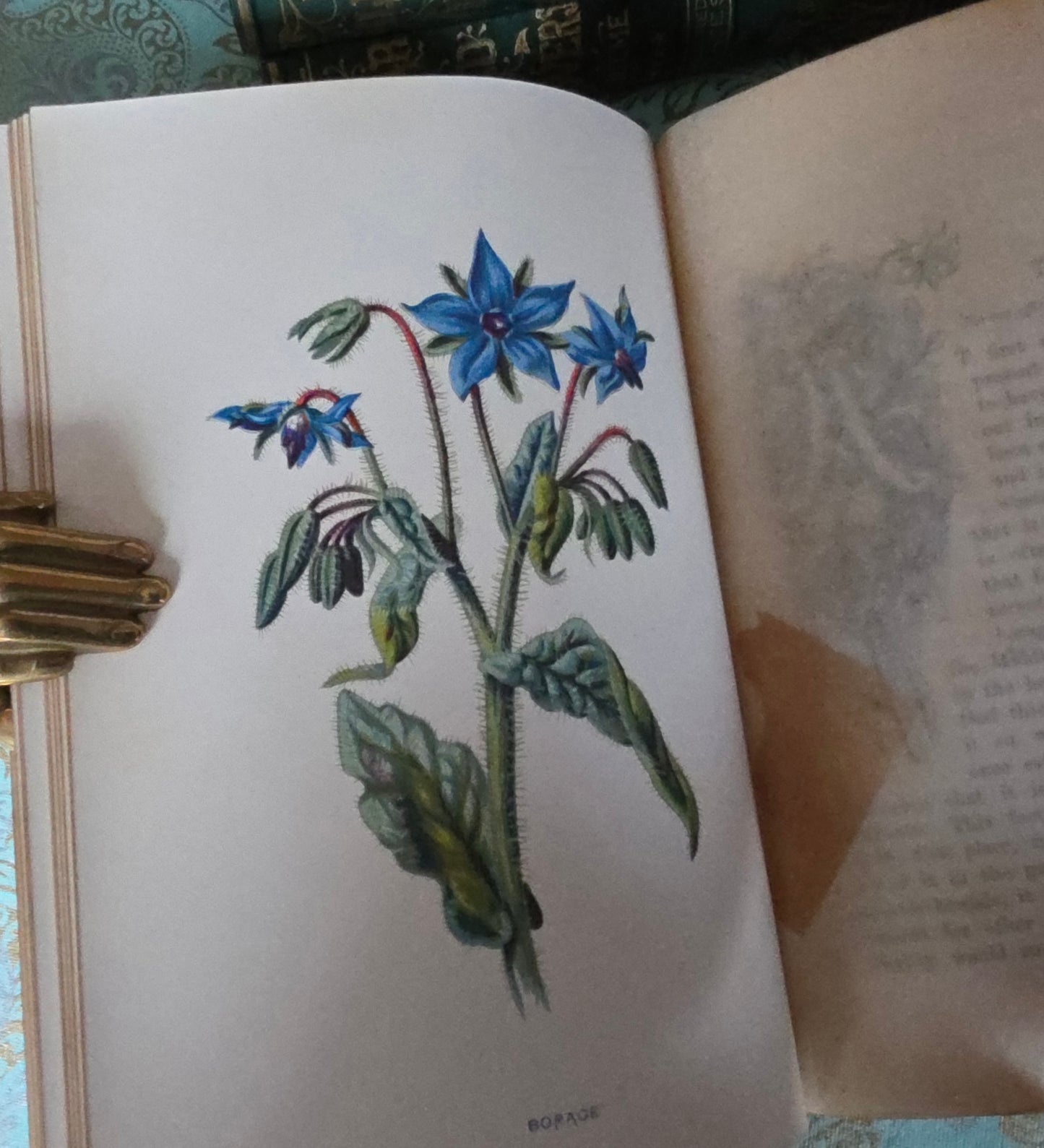 1880s Complete Set in Five Volumes of Familiar Wild Flowers - 200 Colour Illustrations