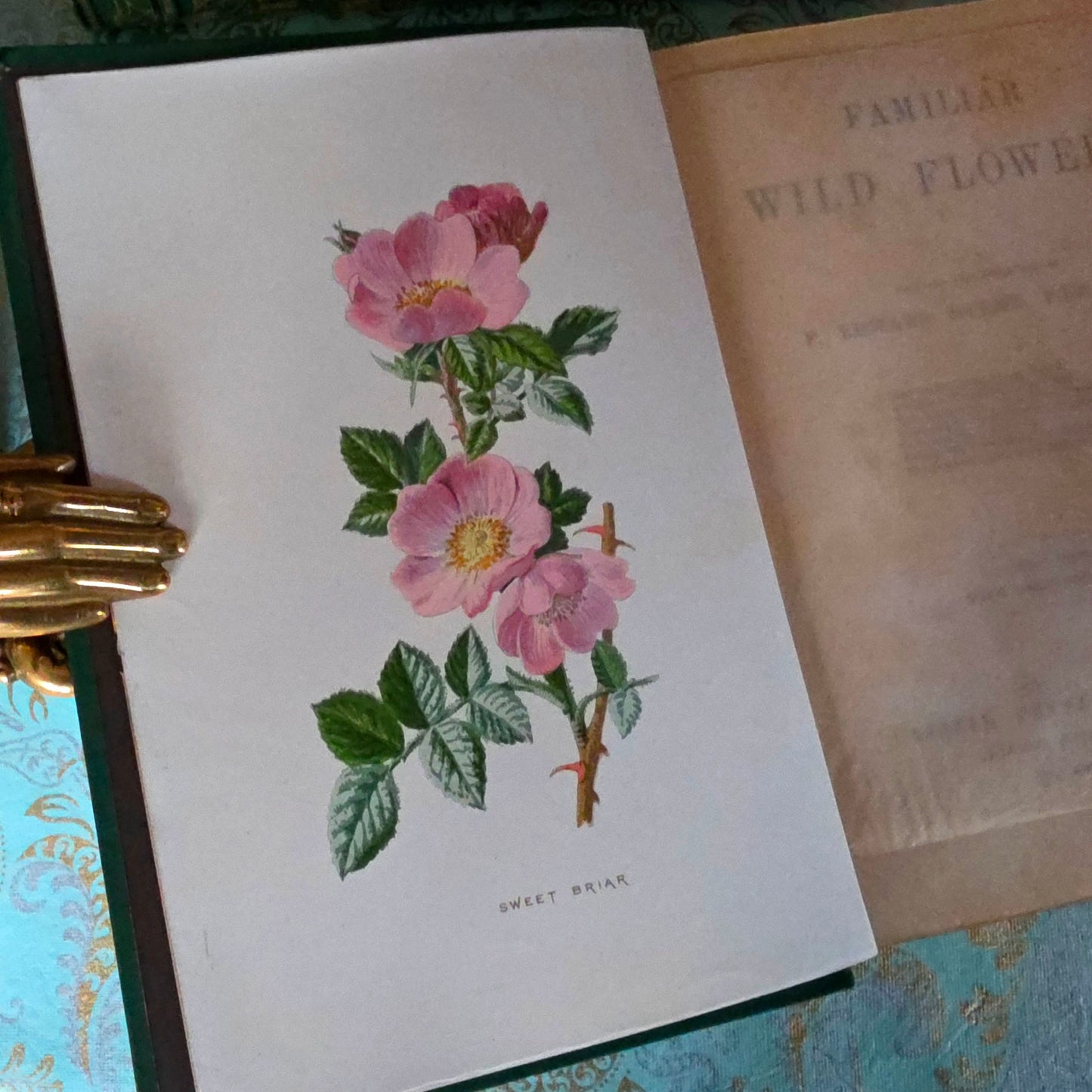 1880s Complete Set in Five Volumes of Familiar Wild Flowers - 200 Colour Illustrations