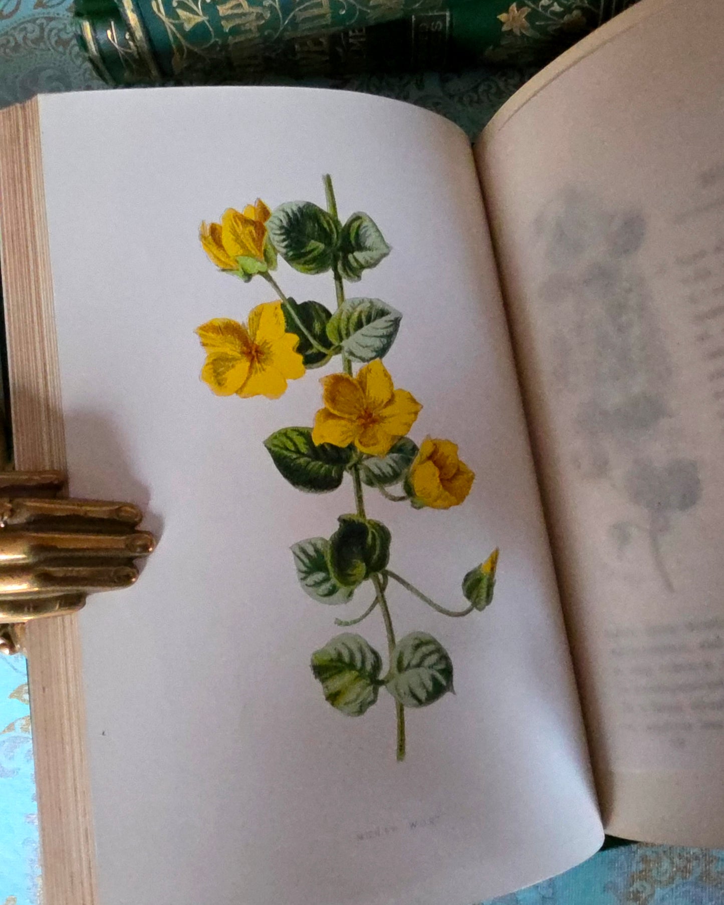 1880s Complete Set in Five Volumes of Familiar Wild Flowers - 200 Colour Illustrations