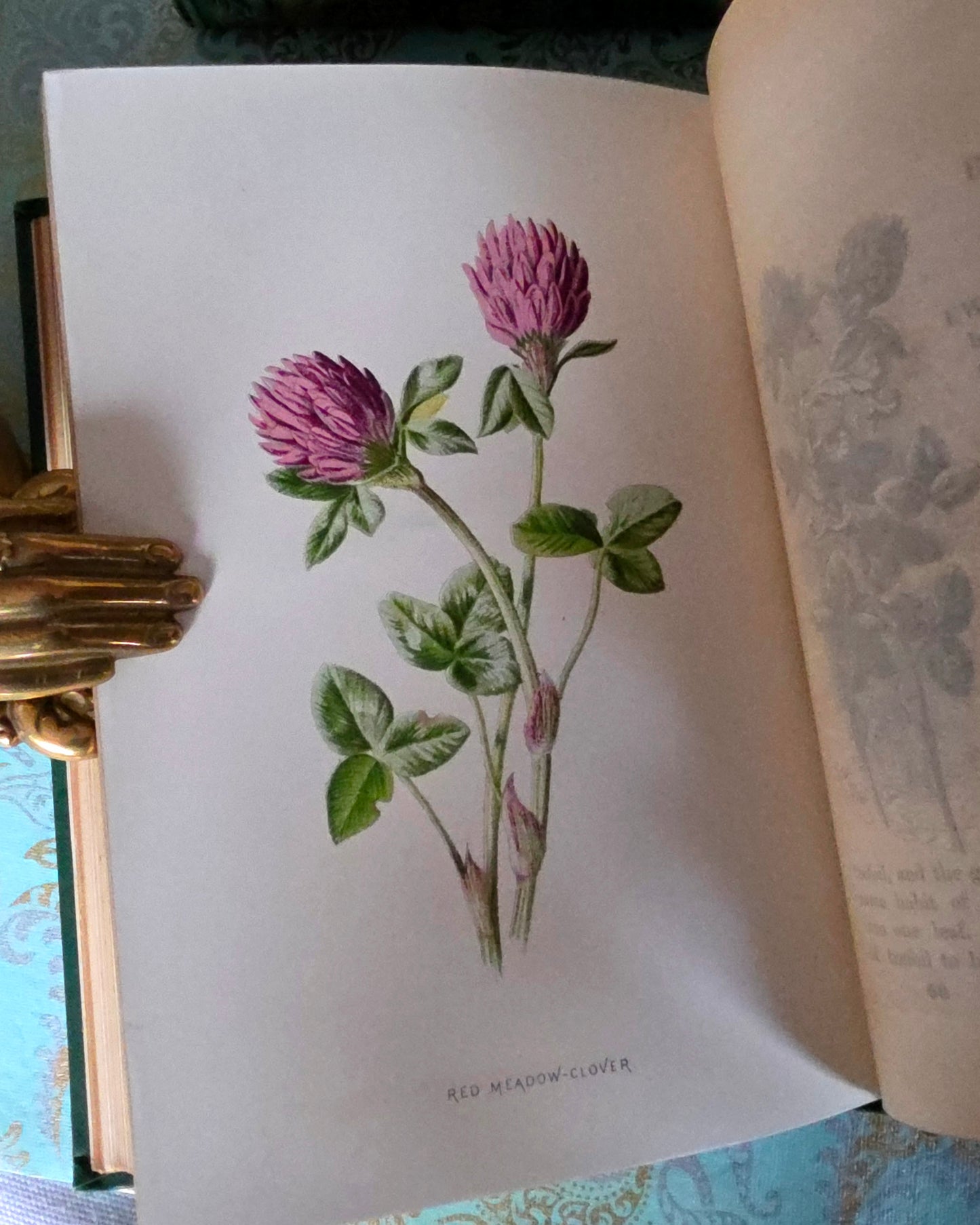 1880s Complete Set in Five Volumes of Familiar Wild Flowers - 200 Colour Illustrations
