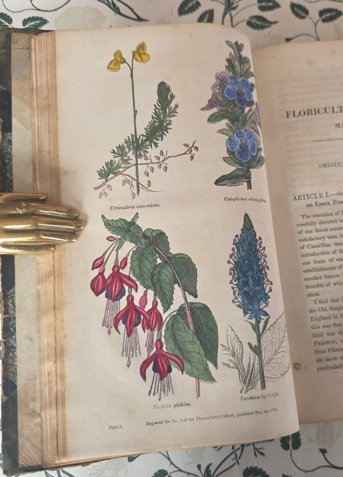 1833 Floricultural Cabinet - 14 Hand Coloured Botanical Flower Illustrations
