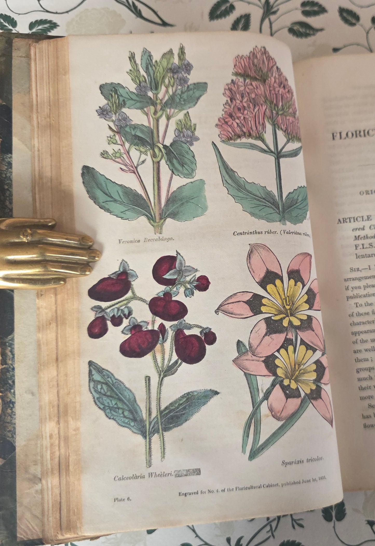 1833 Floricultural Cabinet - 14 Hand Coloured Botanical Flower Illustrations