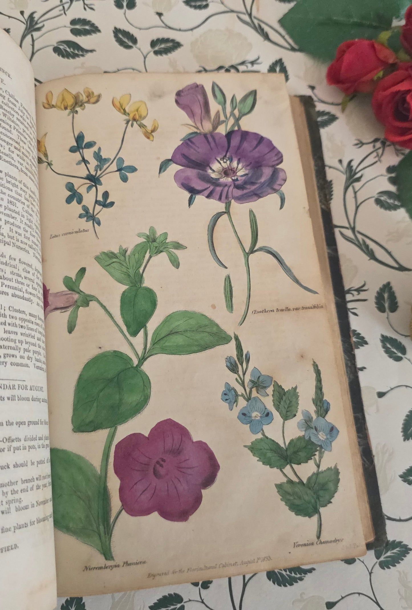 1833 Floricultural Cabinet - 14 Hand Coloured Botanical Flower Illustrations