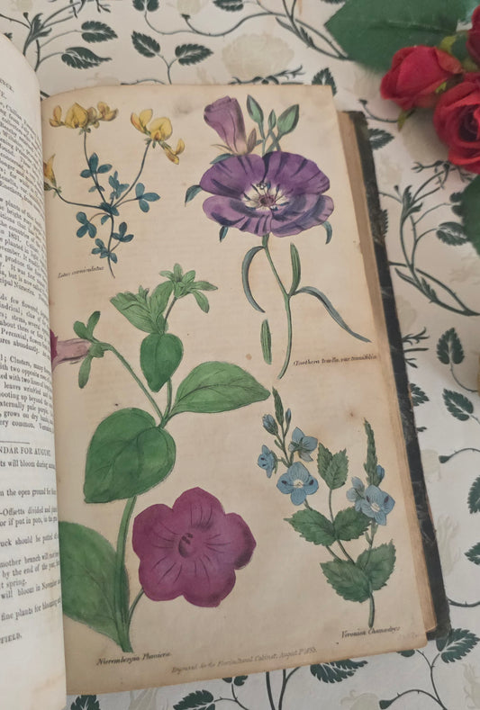 1833 Floricultural Cabinet - 14 Hand Coloured Botanical Flower Illustrations