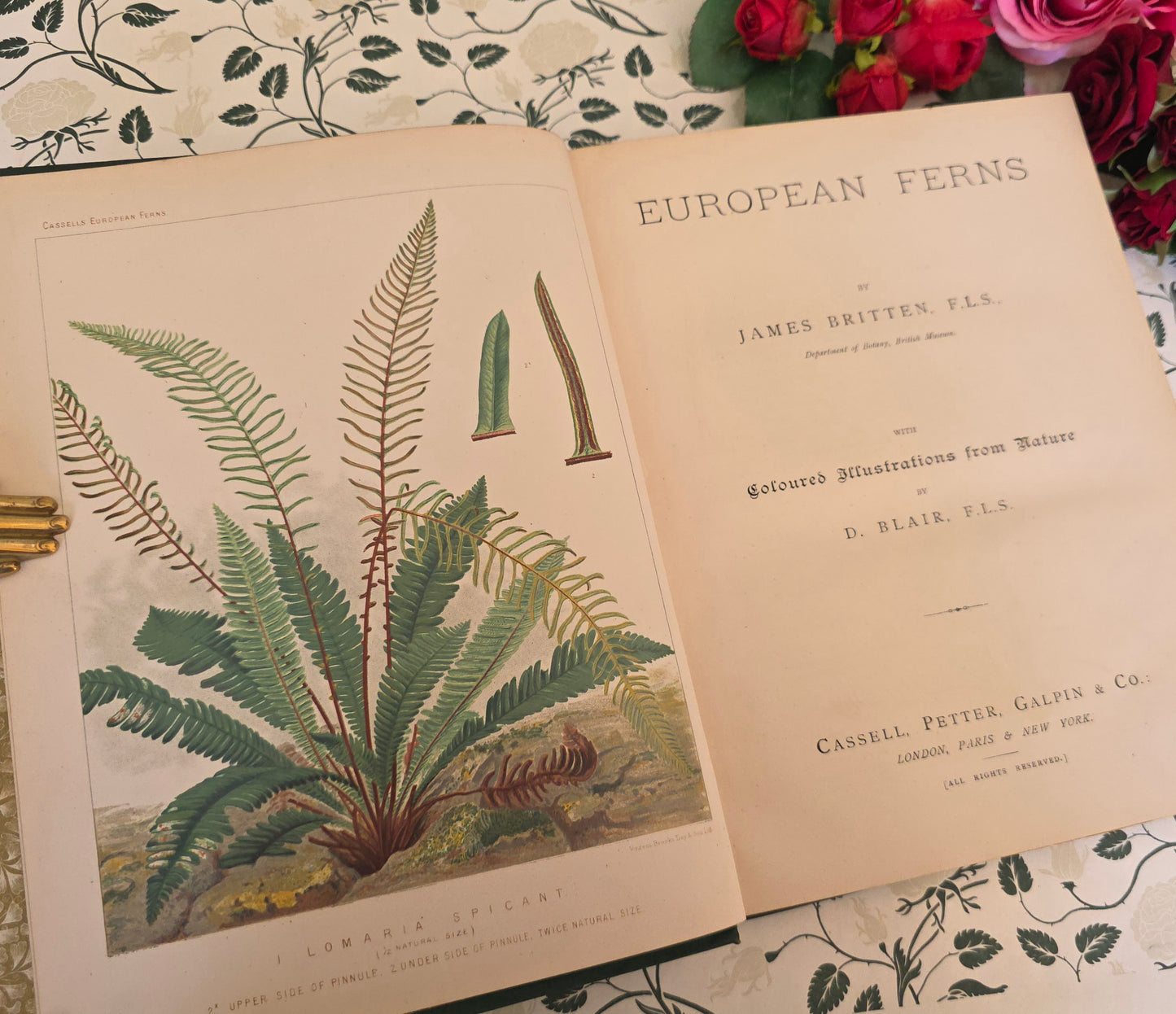 1880 European Ferns by James Britten - Large, Richly Illustrated Antique Book