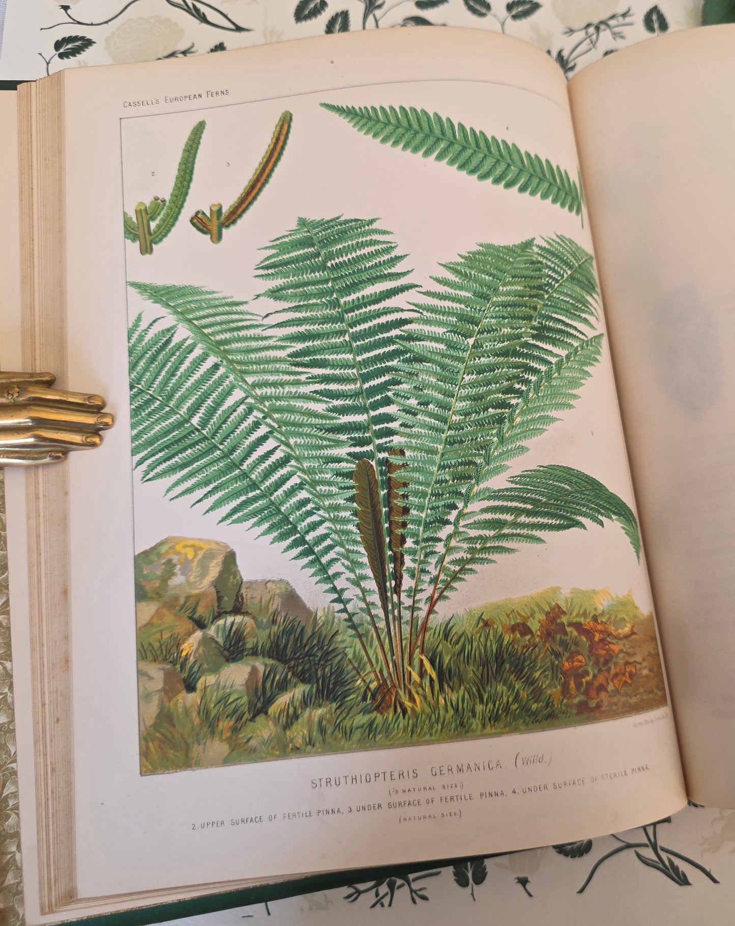 1880 European Ferns by James Britten - Large, Richly Illustrated Antique Book