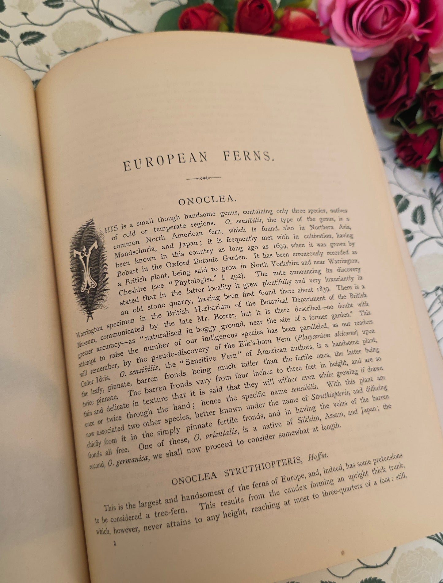 1880 European Ferns by James Britten - Large, Richly Illustrated Antique Book