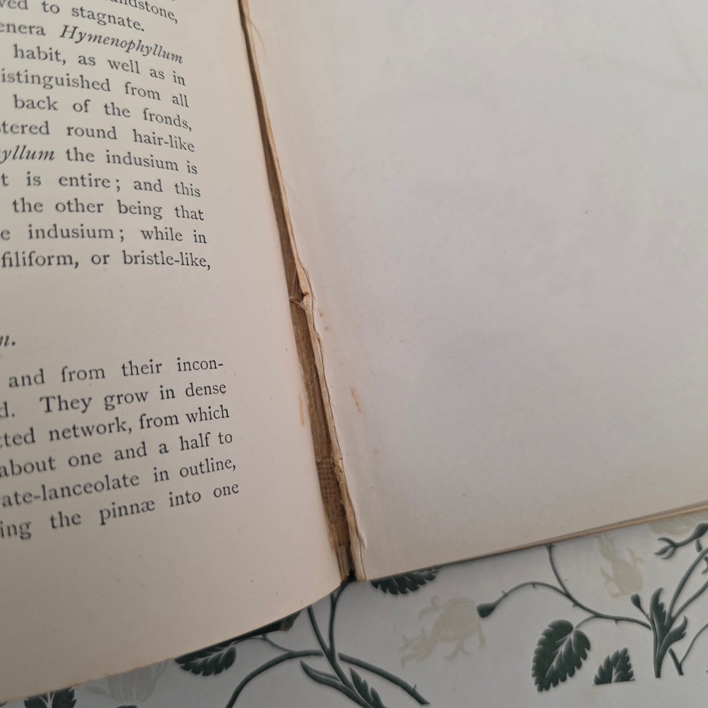 1880 European Ferns by James Britten - Large, Richly Illustrated Antique Book