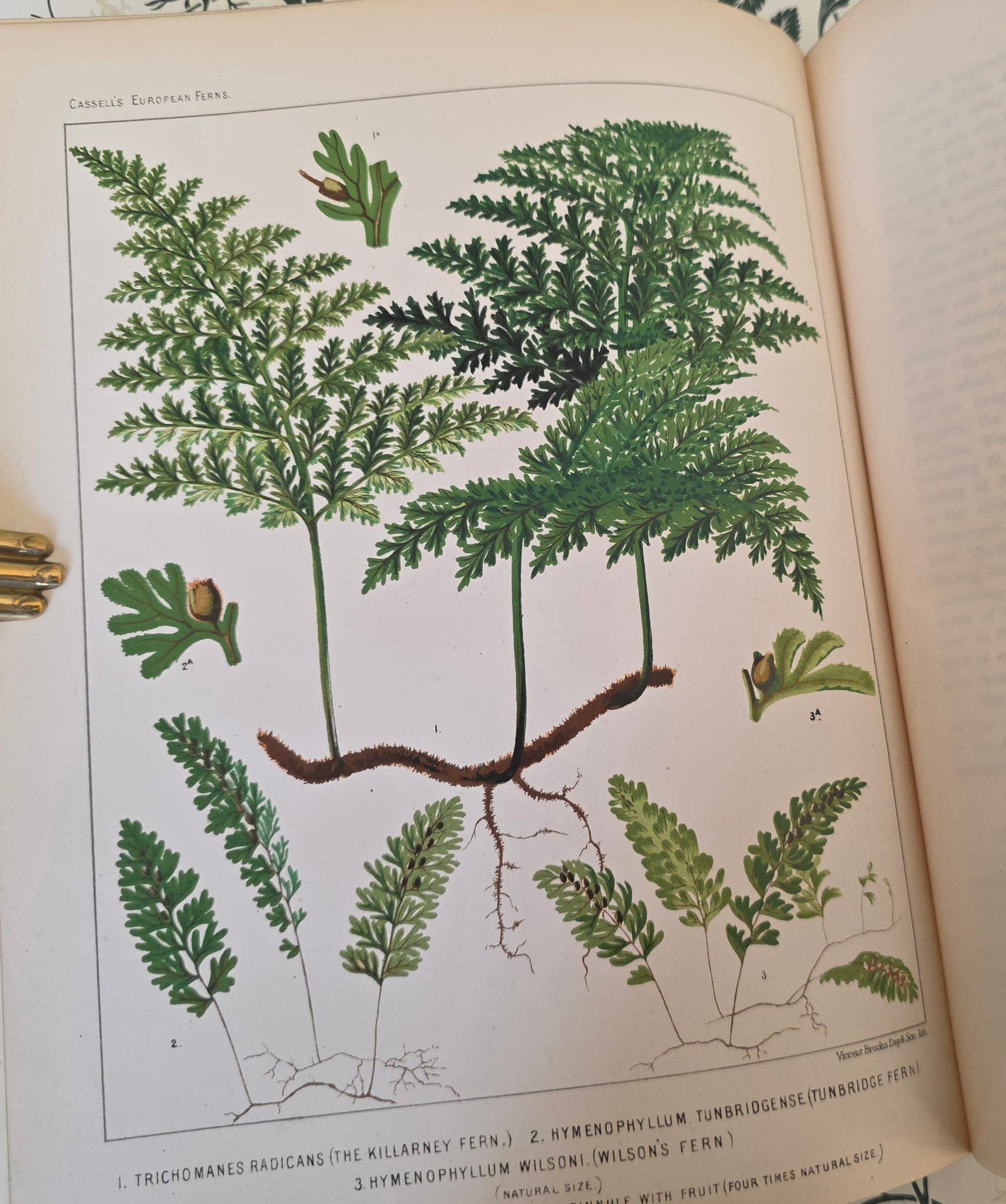 1880 European Ferns by James Britten - Large, Richly Illustrated Antique Book
