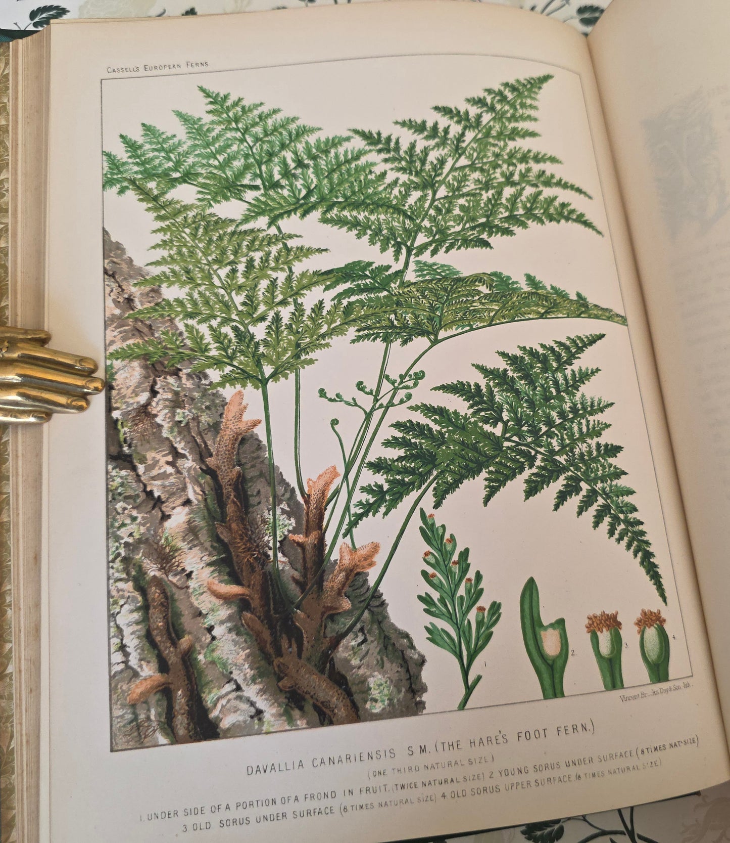 1880 European Ferns by James Britten - Large, Richly Illustrated Antique Book