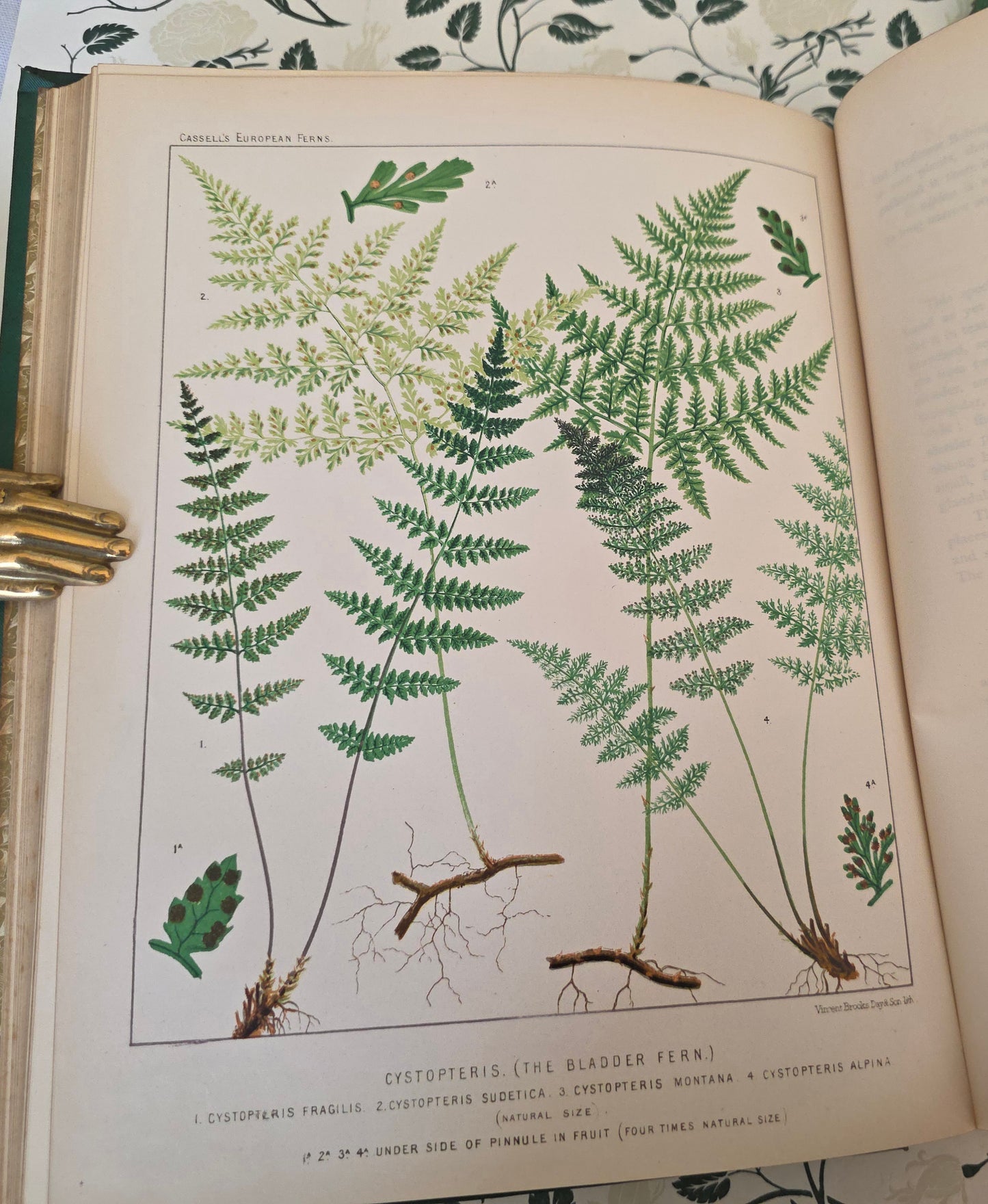 1880 European Ferns by James Britten - Large, Richly Illustrated Antique Book
