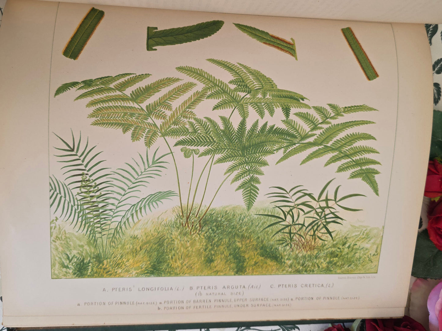 1880 European Ferns by James Britten - Large, Richly Illustrated Antique Book