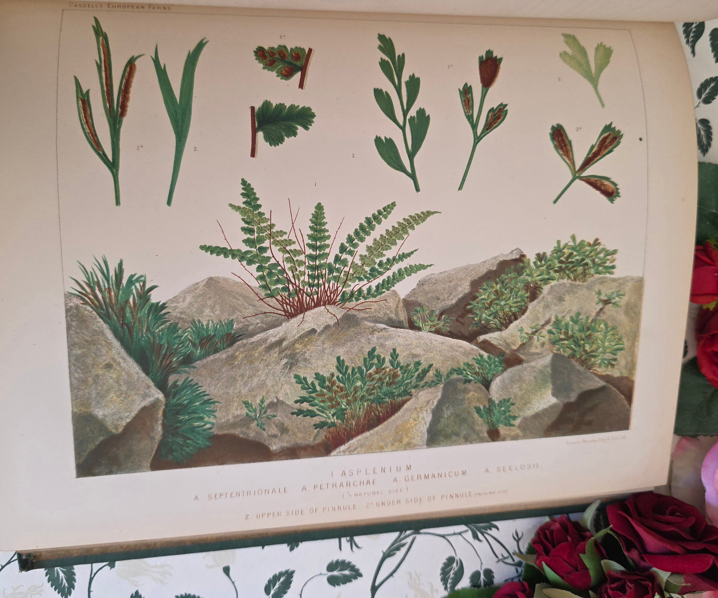 1880 European Ferns by James Britten - Large, Richly Illustrated Antique Book